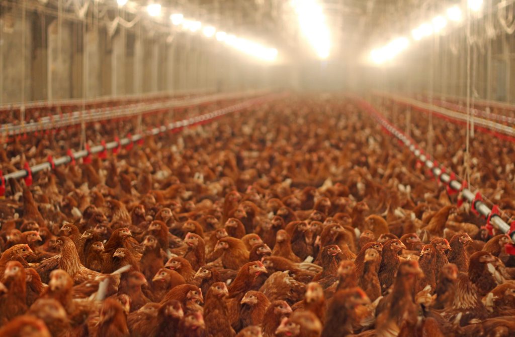 What's the Best Chicken Coop Light?