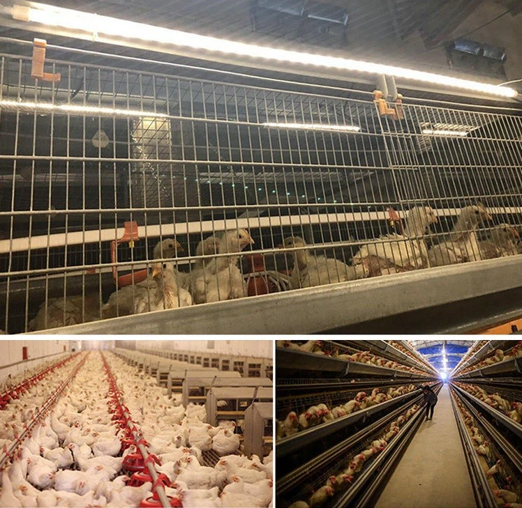poultry lighting - poultry lighting -
