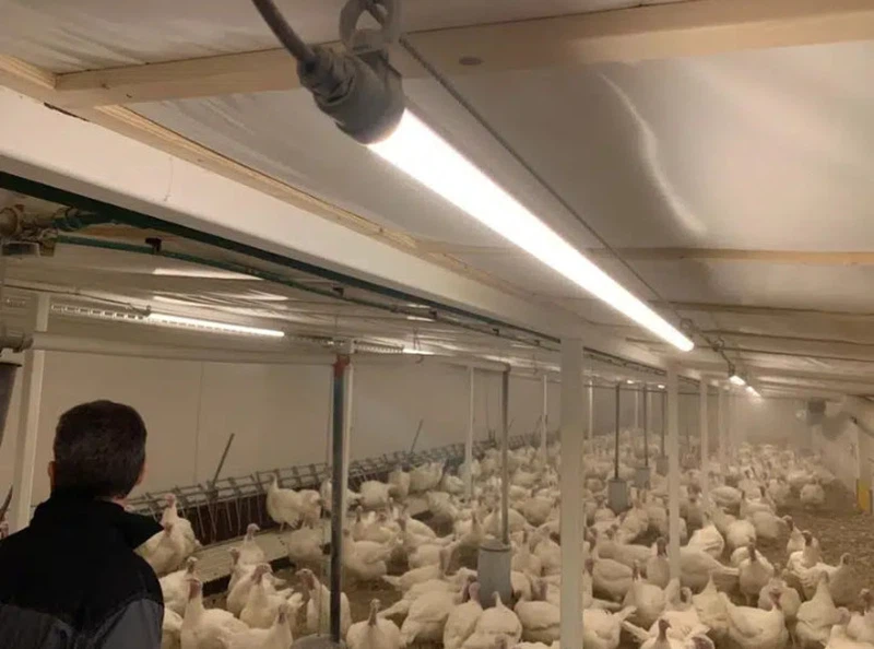 application for poultry led tube light application for poultry led tube light