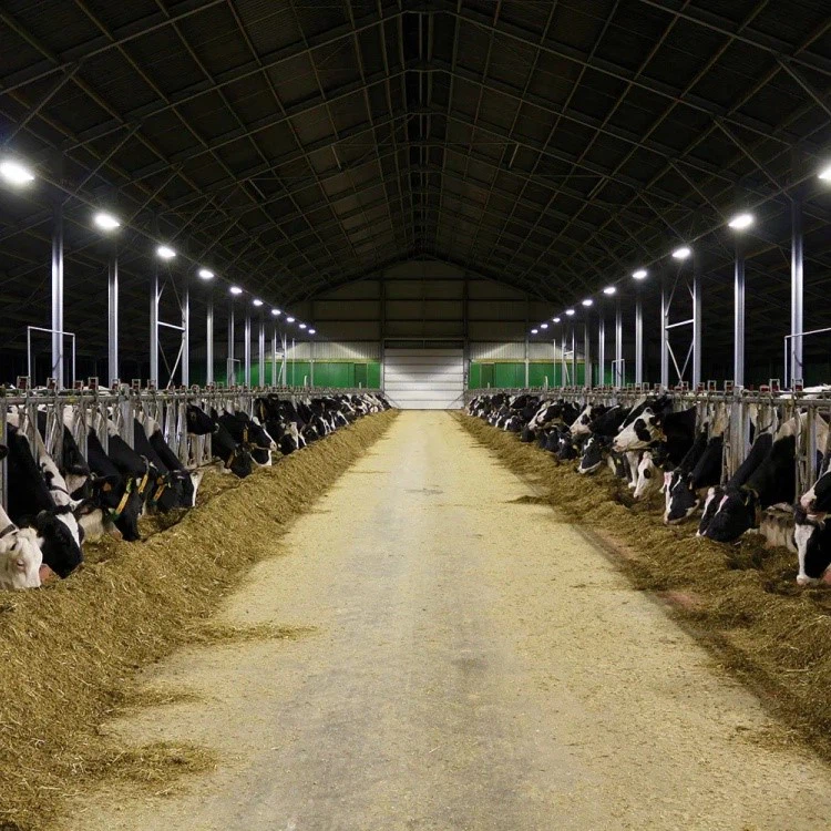 product-750-750 product-750-750